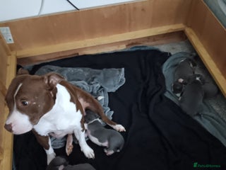 Staffordshire Bull Terrier dogs for sale - Advert 1