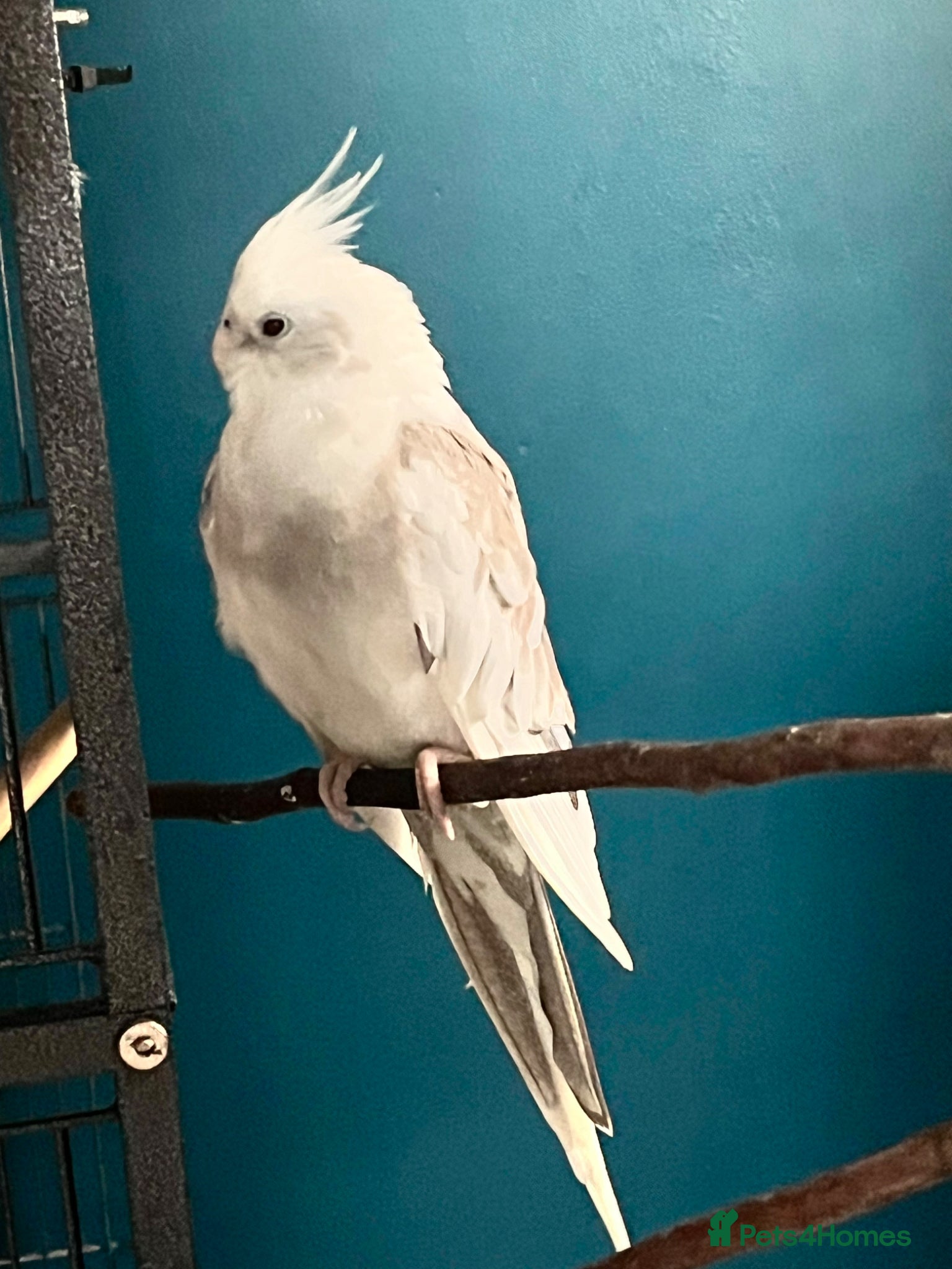 Cockatiels birds Female cockatiel 2 year old - Advert 1