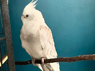 Cockatiels birds Female cockatiel 2 year old - Advert 1