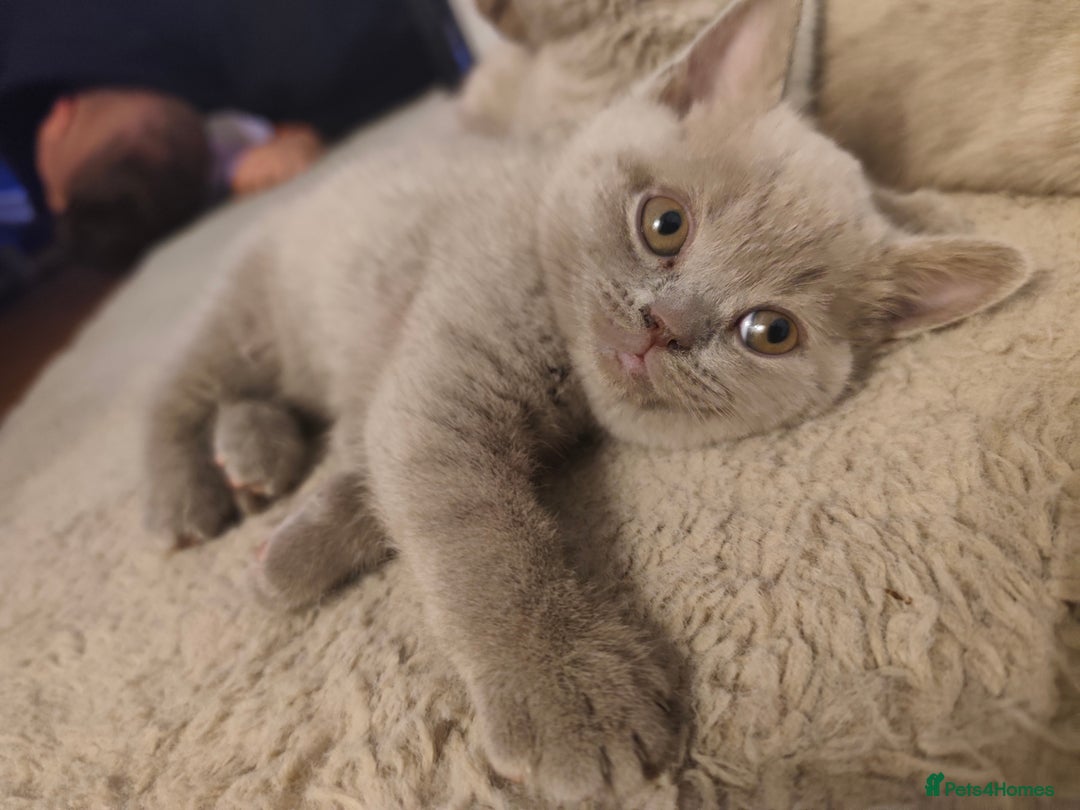 British Shorthair cats for sale: 🐾 4 Scottish Folds are looking loving homes ♥️💫 - Advert 8
