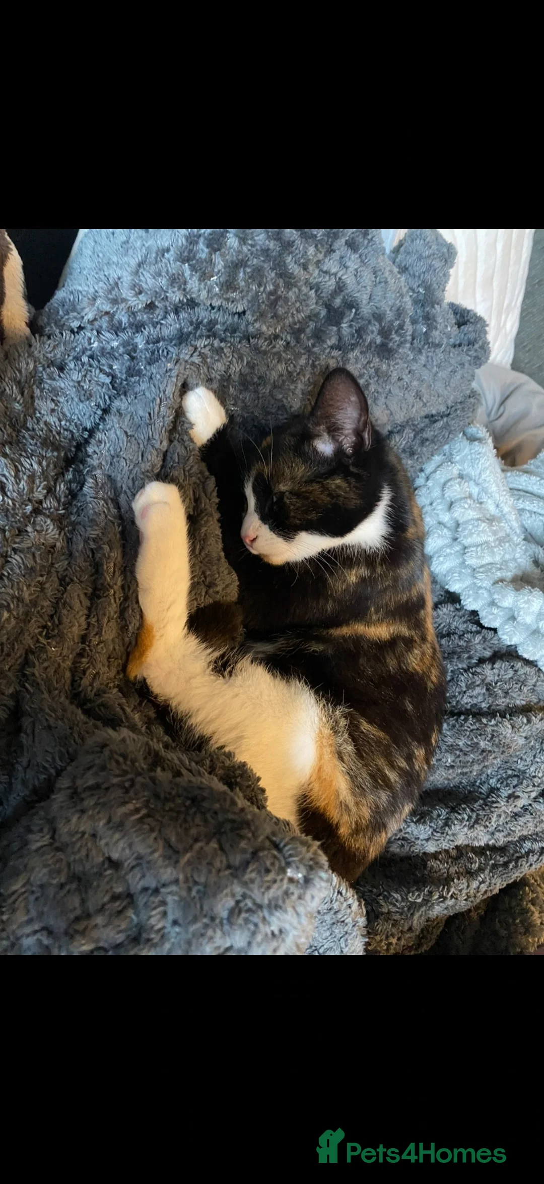Mixed Breed cats for sale: Kittens  - Advert 1