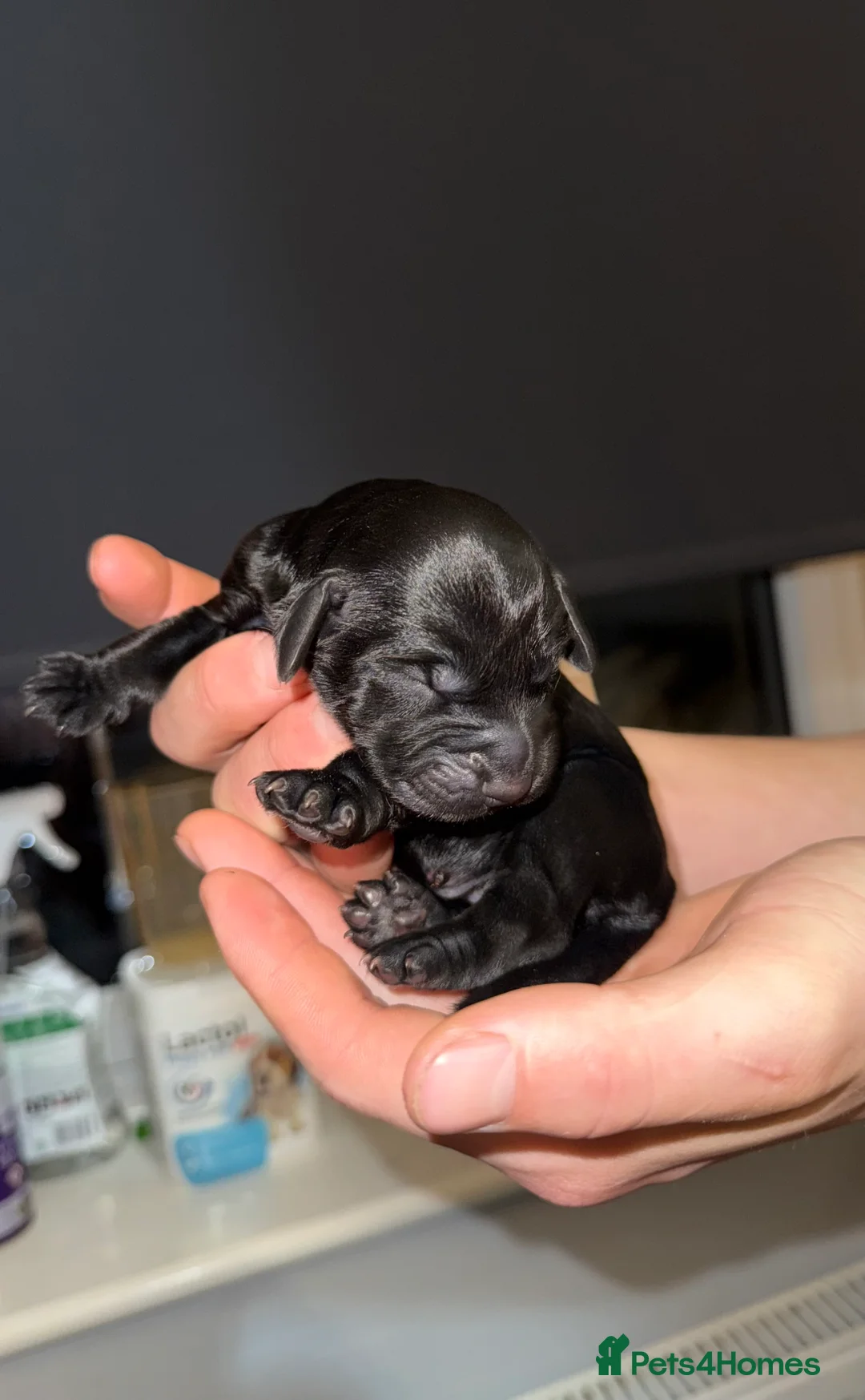 Cocker Spaniel dogs for sale: 5 working cocker spaniel pups  - Advert 2