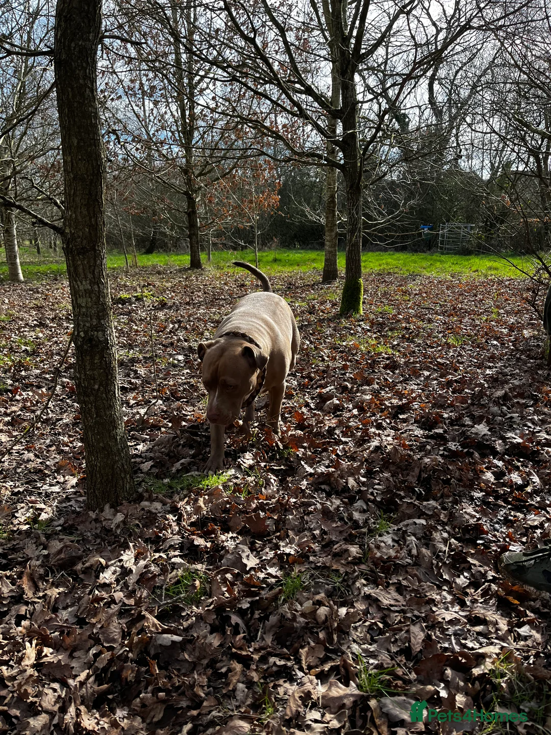 Mixed Breed dogs for sale: Elsa  - Advert 14