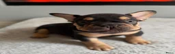 French Bulldog dogs for sale: French bulldog  - Advert 6