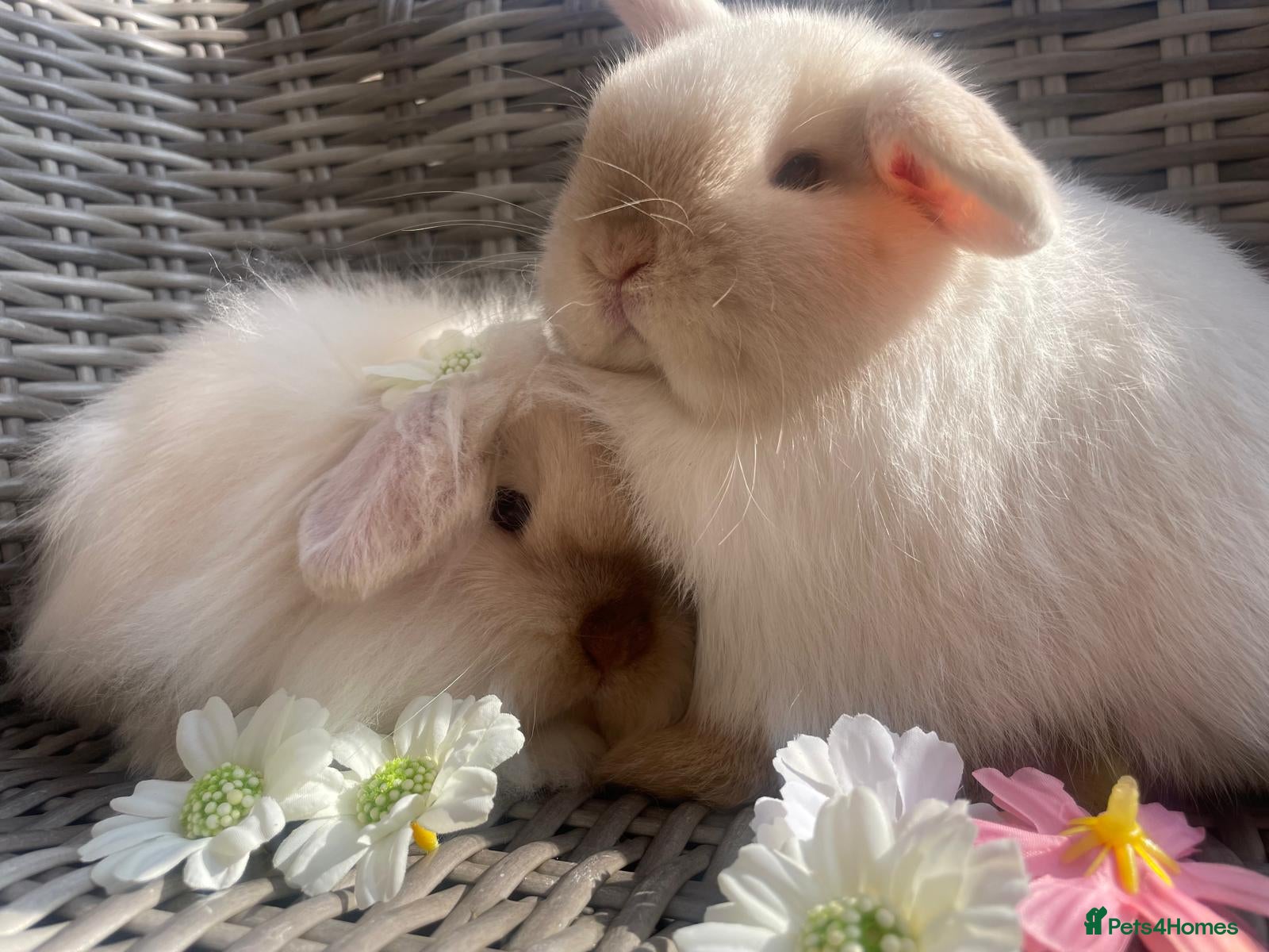 Mini Lion Lop rabbits Stunning Mini LionLops for Sale  - Advert 4