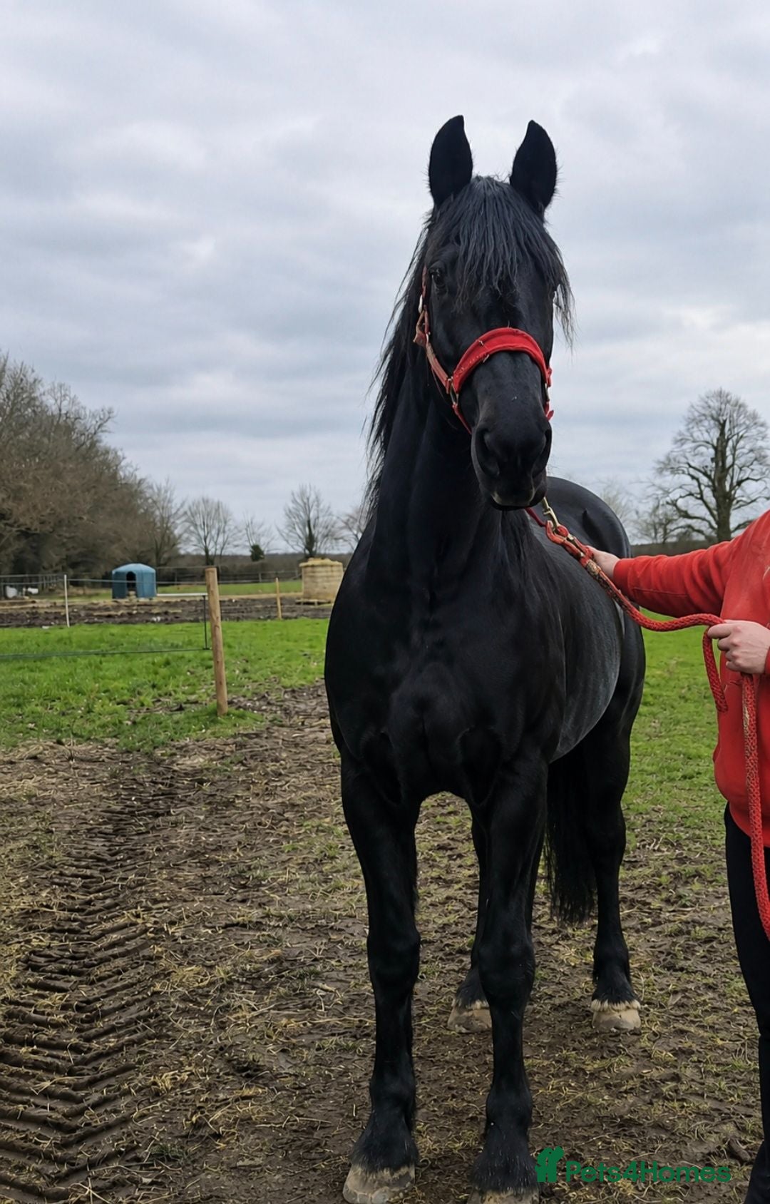 Friesian horses Lovely Katie looking for her forever home - Advert 2
