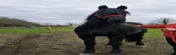 Friesian horses for sale: Lovely Katie looking for her forever home - Advert 1