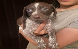 German Shorthaired Pointer dogs for sale: Stunning Litter of GSP puppies - Image 4