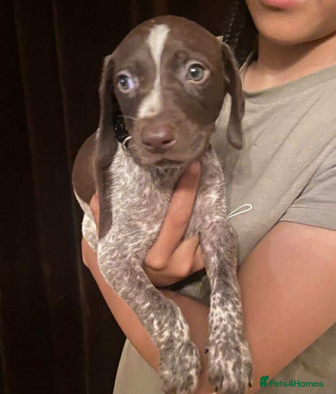 German Shorthaired Pointer dogs for sale: Stunning Litter of GSP puppies - Image 4
