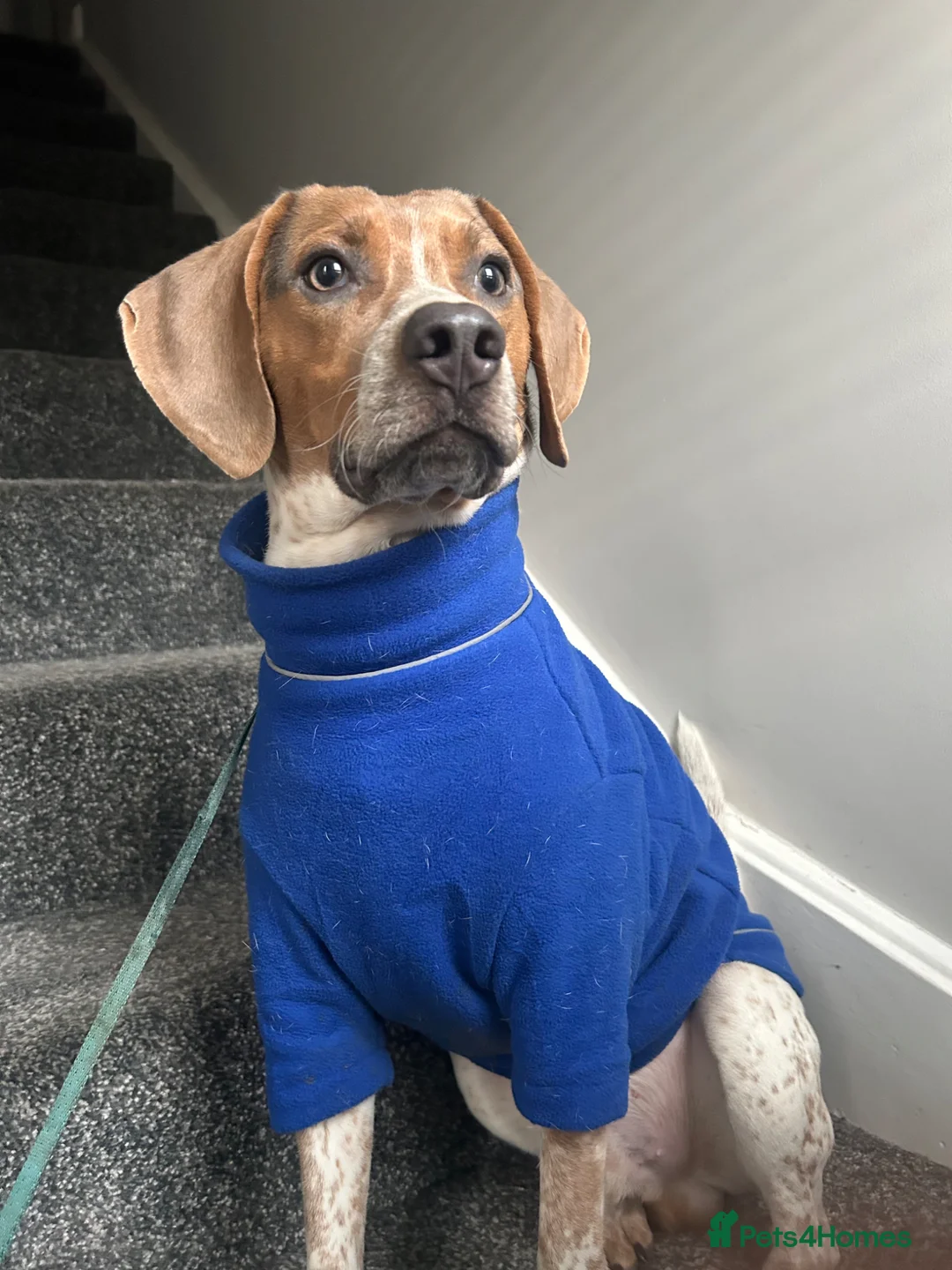 Mixed Breed dogs for sale: Much loved 10 month old beagle cross  in Livingston - Advert 2