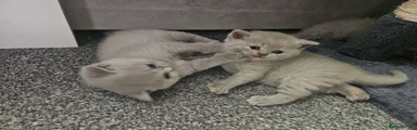 British Shorthair 5