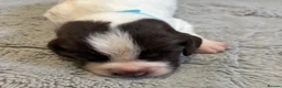 English Springer Spaniel dogs for sale: Beautiful Springer Spaniel Puppies  in Swadlincote - Advert 20