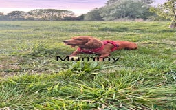 Cocker Spaniel dogs for sale: Healthy Cocker Spaniel puppies Working type  - Image 6