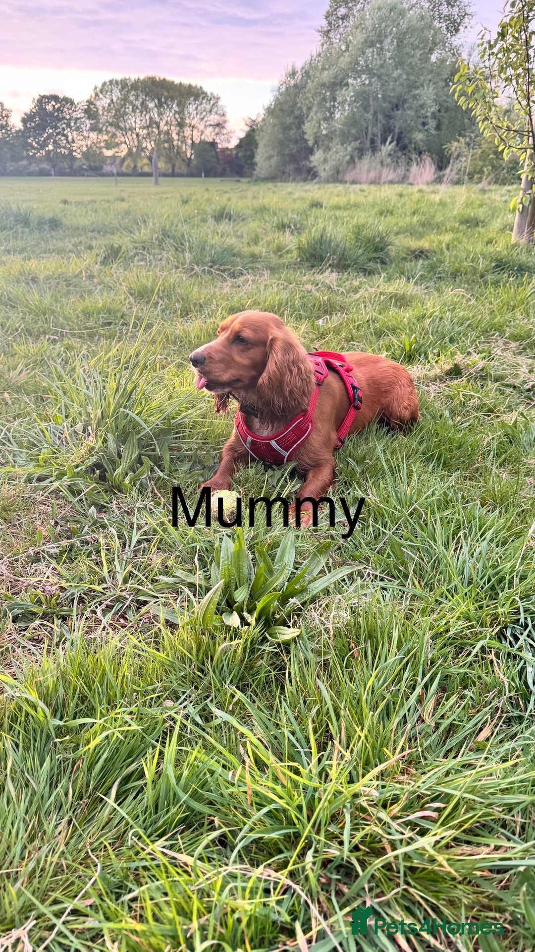 Cocker Spaniel dogs for sale: Healthy Cocker Spaniel puppies Working type  - Image 6