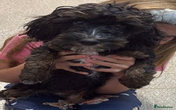Mixed Breed dogs for sale: Cockapoo  - Image 1