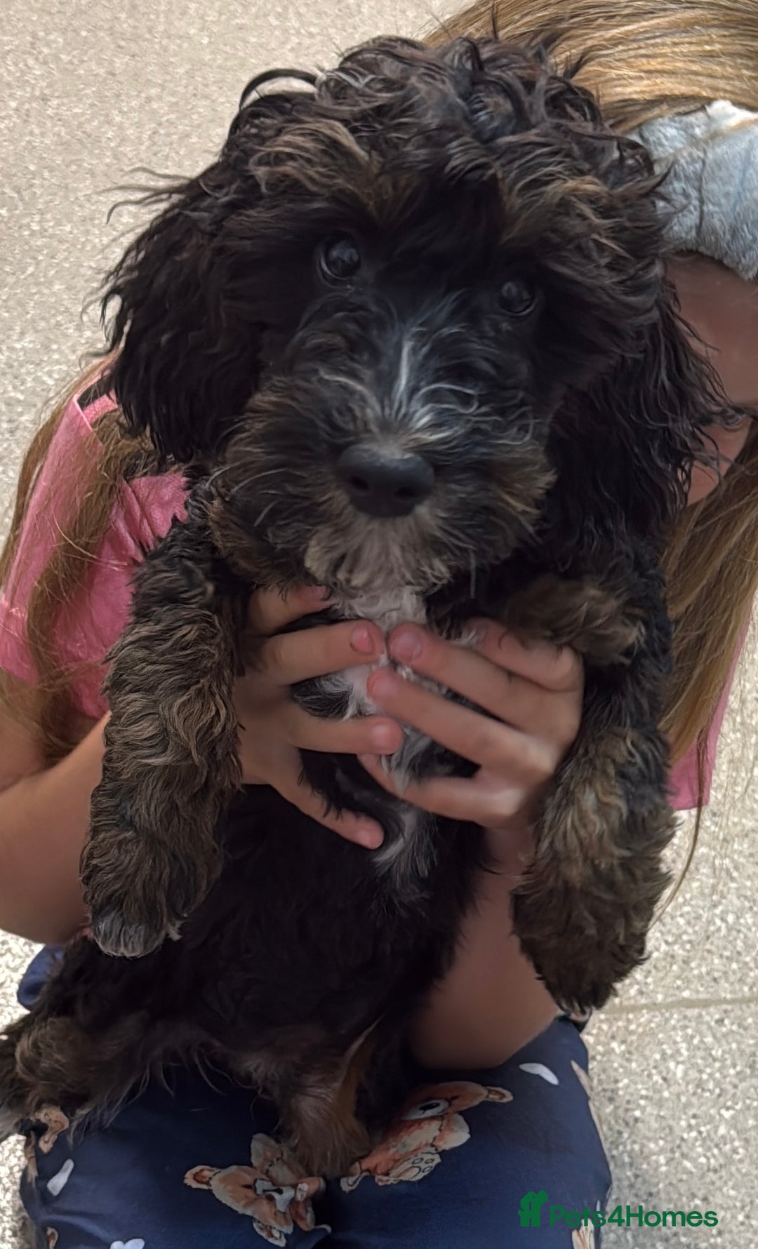 Mixed Breed dogs for sale: Cockapoo  - Image 1
