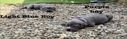 Cane Corso dogs for sale: 🐾 Outstanding Cane Corso Puppies 🐾 - Advert 15