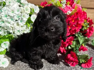 Doxiepoo dogs 🧡💛Adorable Daxipoo Puppies 💜🩷 - Advert 2
