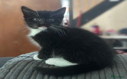 Mixed Breed cats for sale: 4x kittens for sale  - Image 2