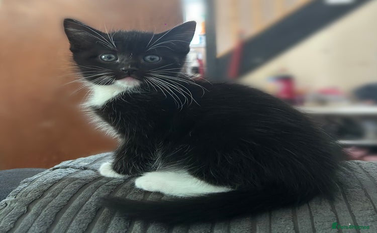 Mixed Breed cats - Advert 16