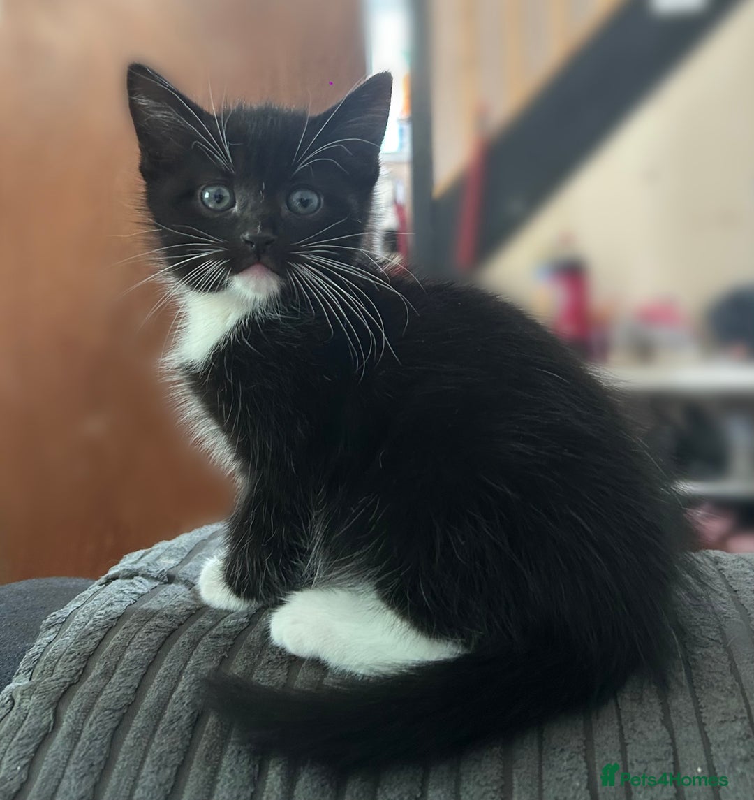 Mixed Breed cats for sale: 4x kittens for sale  - Image 2