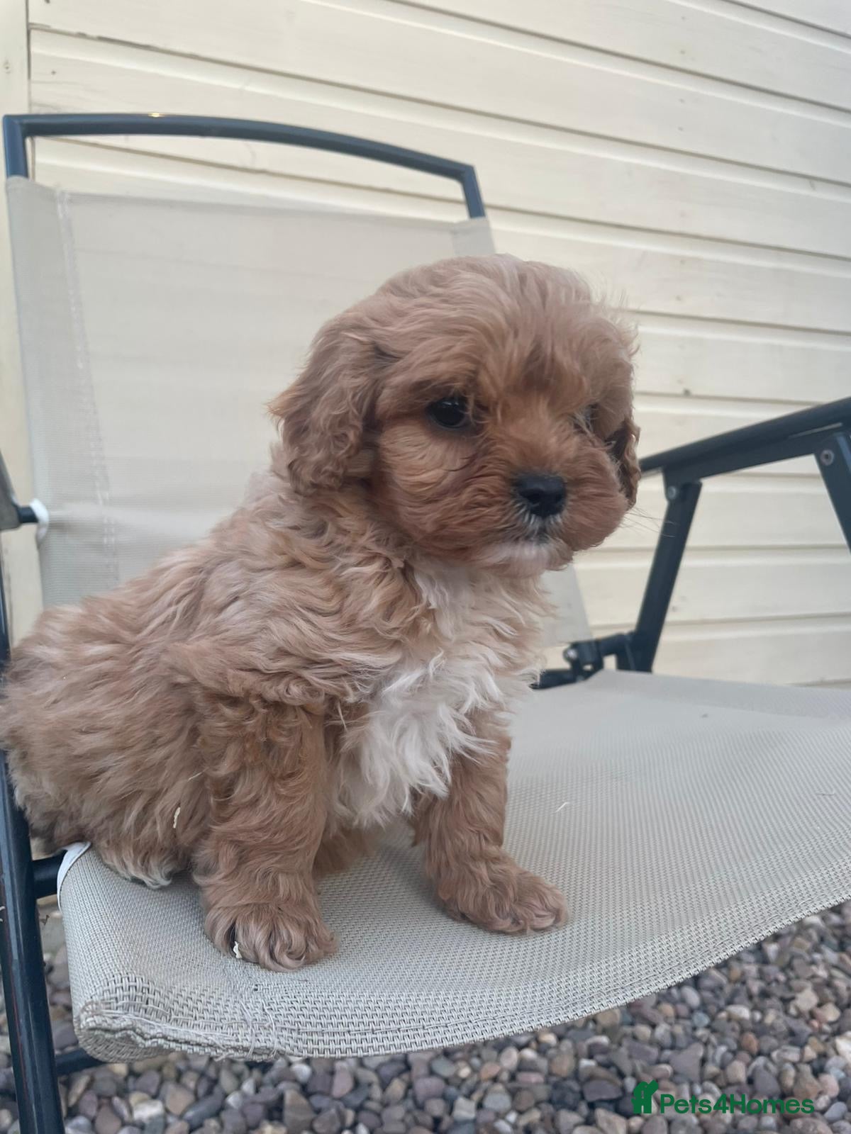 Cavapoo dogs F1 Cavapoo health tested  - Advert 5