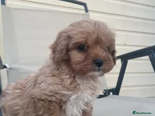 Cavapoo dogs F1 Cavapoo health tested - Advert 5