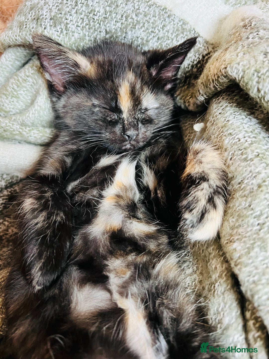 Ragdoll cats for sale: Beautiful coat Mink Ragdoll X British Short hair - Advert 10