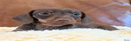 Miniature Dachshund dogs for sale: Gorgeous Miniature Dachshund Puppies - Advert 4