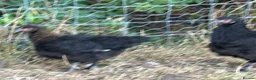 Chickens poultry for sale: French Moran/pekin bantam  - Advert 8