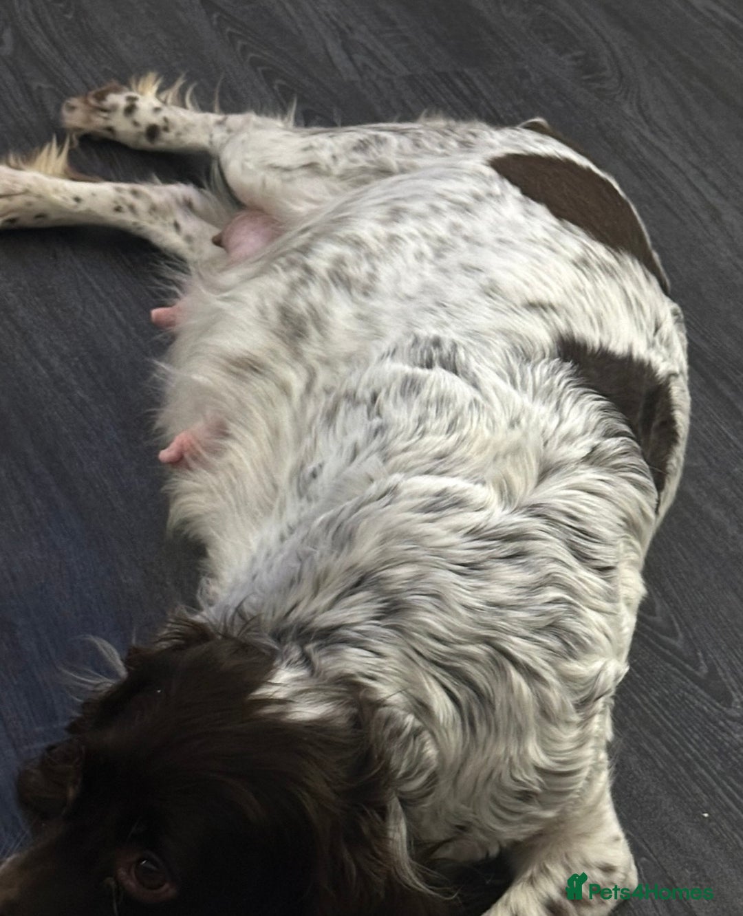 Sprocker dogs for sale: Beautiful sprocker puppies - Advert 19