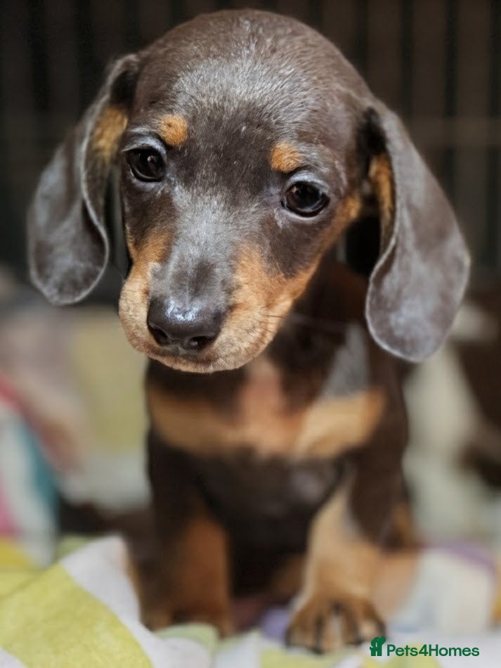 Miniature Dachshund dogs Pure Miniatures Ready To Go Home  - Advert 14