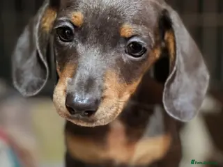 Miniature Dachshund dogs Pure Miniatures Ready To Go Home - Advert 14