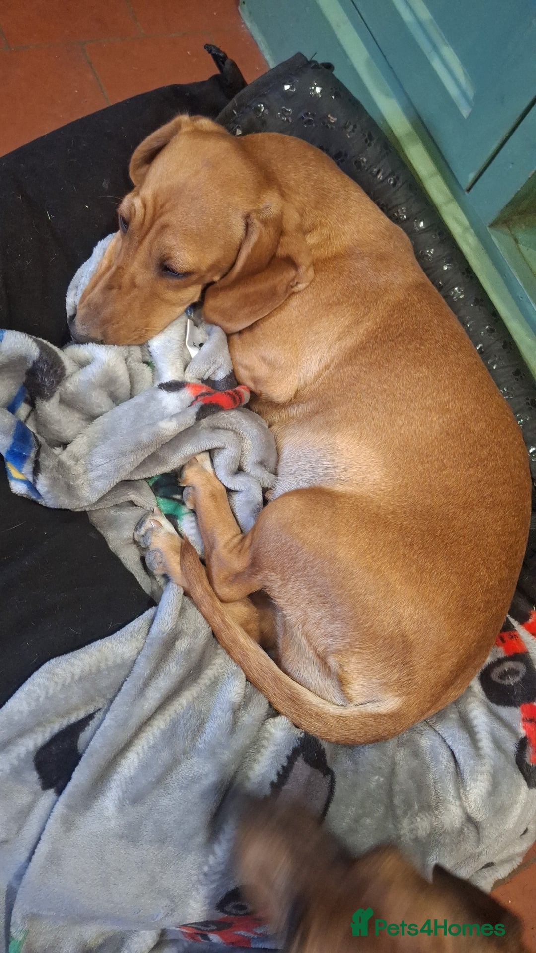 Dachshund dogs for sale: 4 exceptional smooth haired  dachshund mini pups  - Image 7