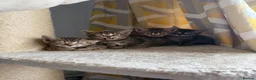 Bengal cats for sale: Bengal kittens  - Advert 7