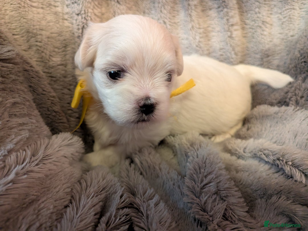 Maltese dogs for sale: Beautiful Small Size Maltese ONLY TWO PUPPIES LEFT - Image 23
