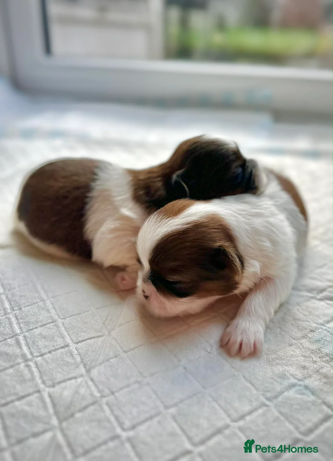 Shih Tzu dogs for sale: Adorable Shih Tzu Puppies For Loving Homes. - Advert 2