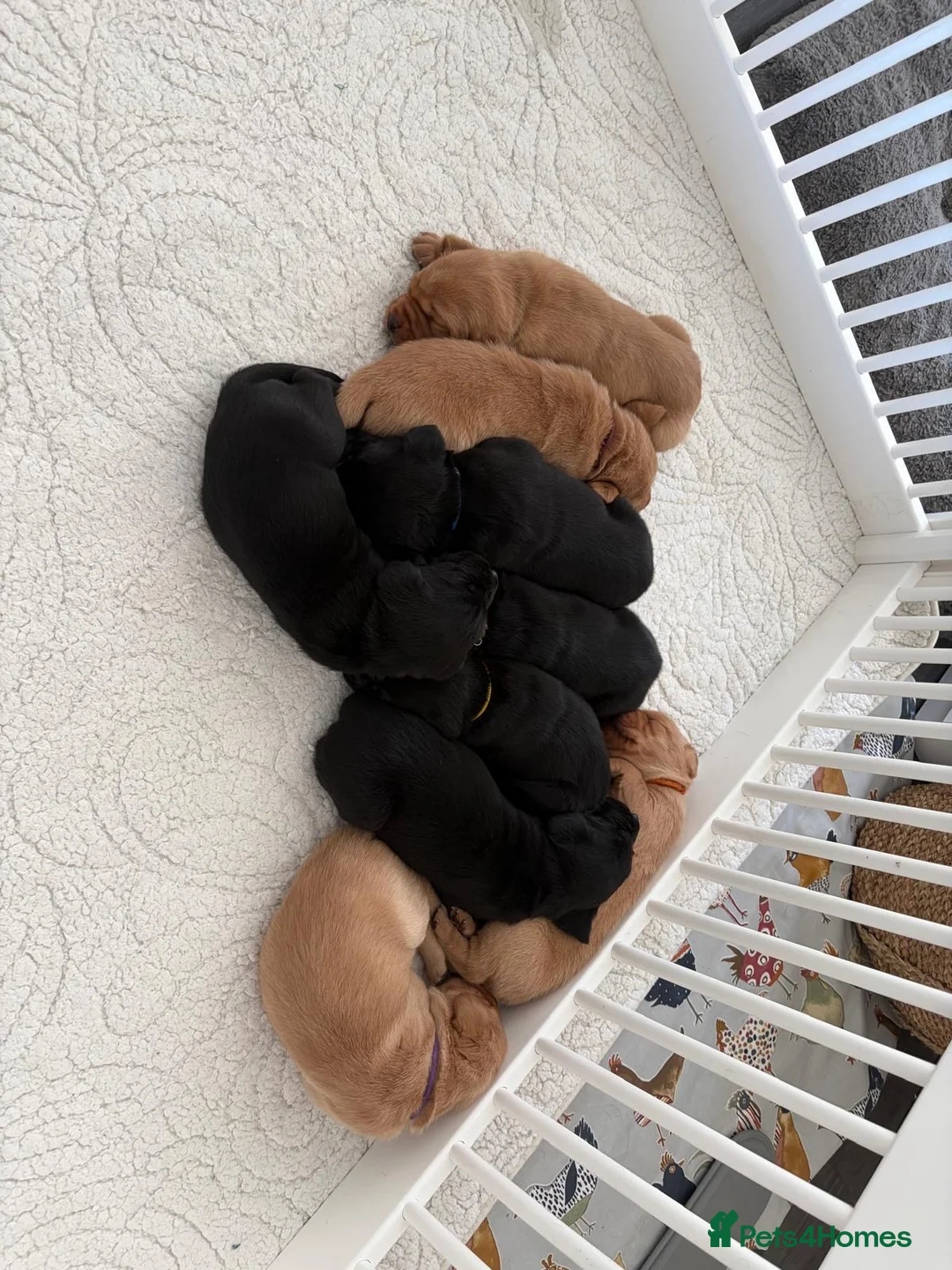 Labrador Retriever dogs for sale: KC registered Labrador puppies in Broadstone - Advert 6