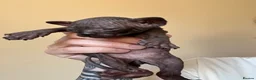 Sphynx cats for sale: Sphynx Kittens - Advert 9