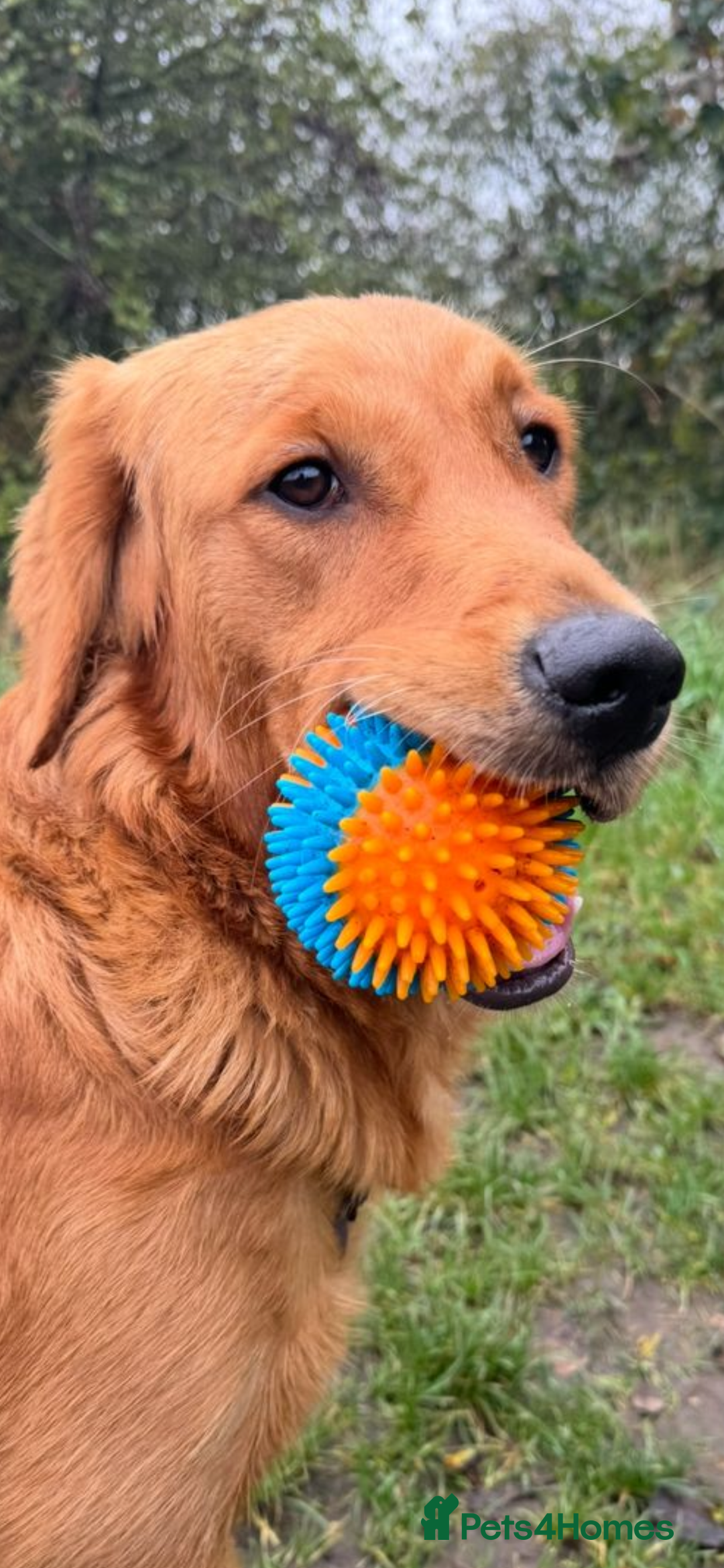 Mini Goldendoodle dogs for sale: Health tested Minature dark red/golden doodles  - Image 34