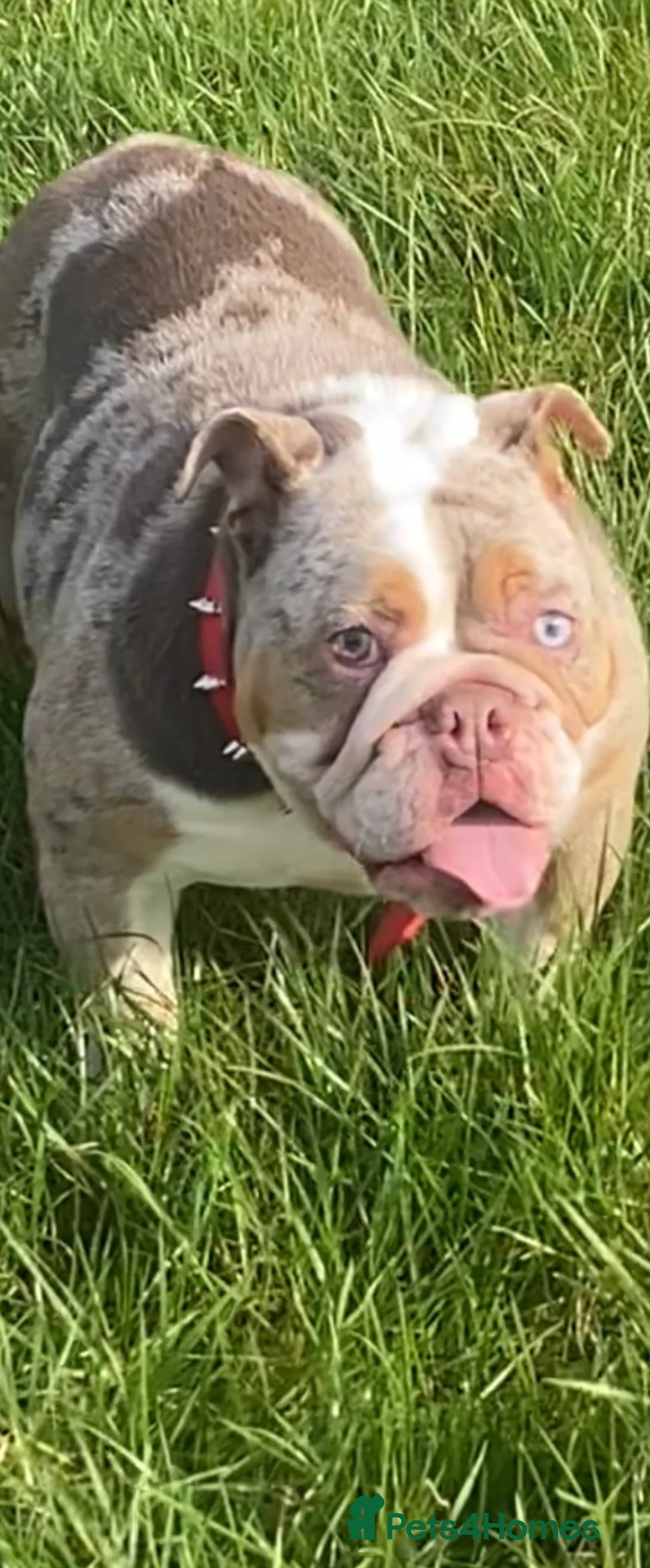 English Bulldog dogs for sale: Dwkc registered female 🇬🇧 bulldog (1yr old) - Advert 2