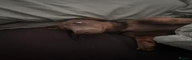 Dachshund 1