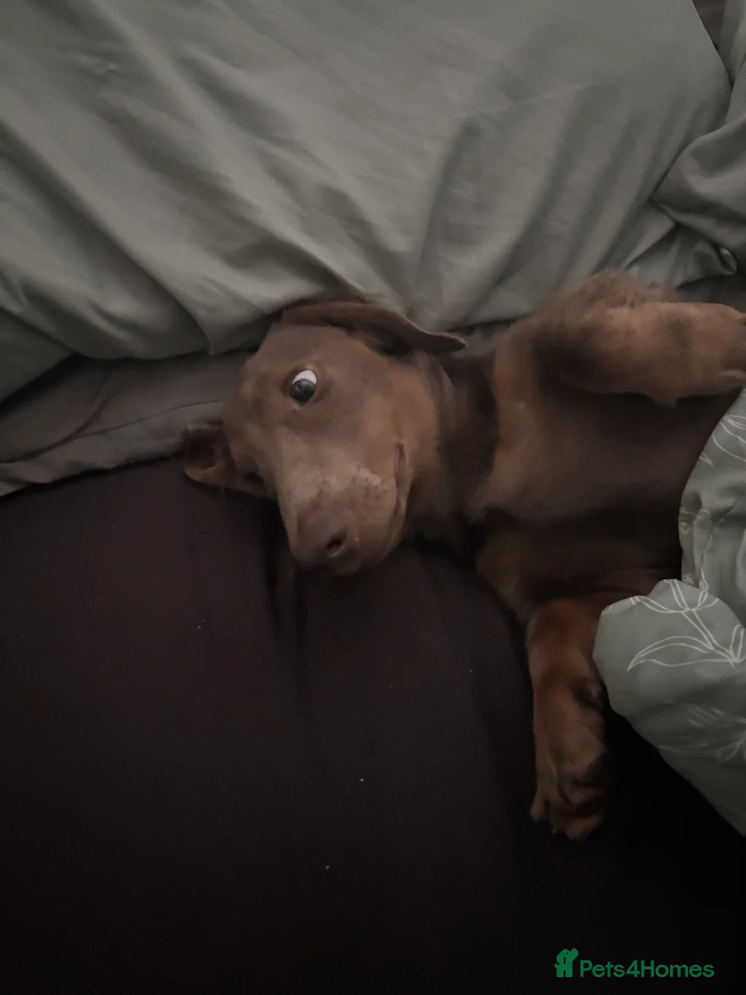 Dachshund dogs for sale: Lilac Tan long haired beautiful boy Dachshund  - Advert 2