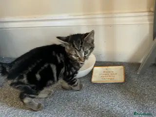 Mixed Breed cats two domestic kittens - Advert 1