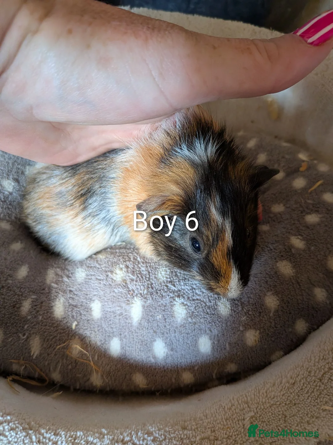Guinea Pig rodents for sale: 1 baby girl guinea pig and 4 boys  - Advert 2