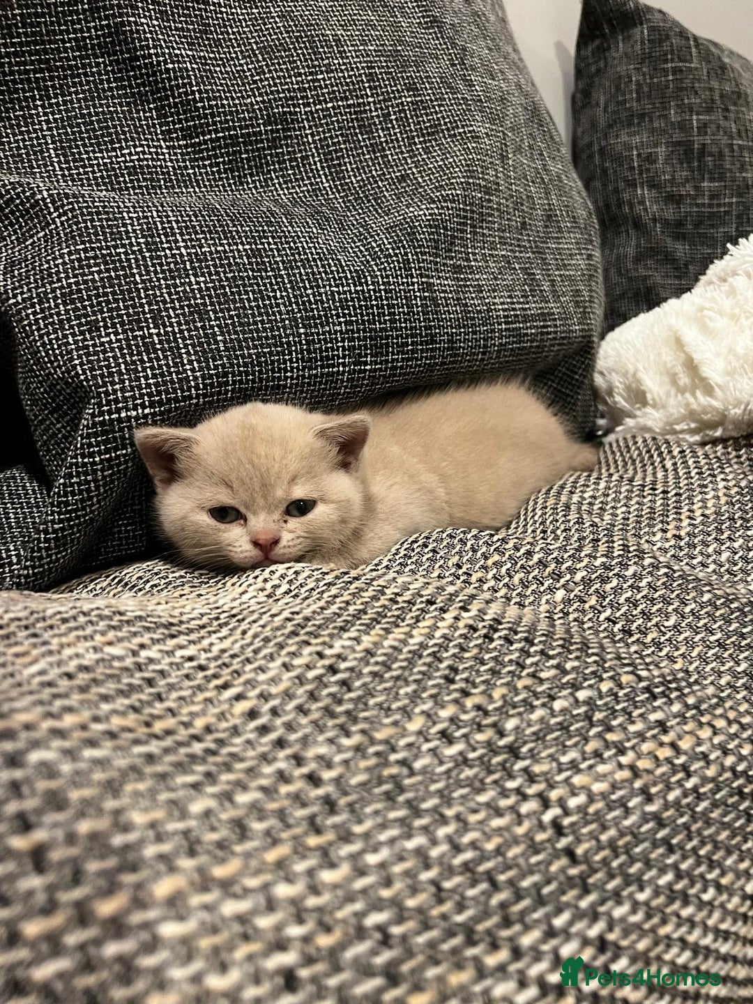 British Shorthair cats for sale: GCCF Registered Championship Line BSH Kittens - Image 3
