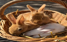New Zealand rabbits for sale: New Zealand Red & White Rabbits - Image 1