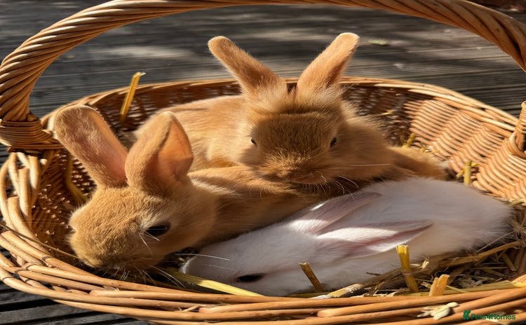 New Zealand rabbits - Advert 1