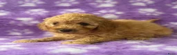Cavapoo dogs for sale: Extensively health tested red Cavapoo babies in West Malling - Advert 9
