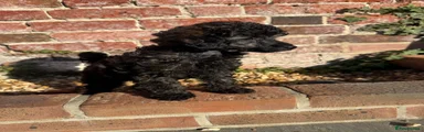 Miniature Poodle 2